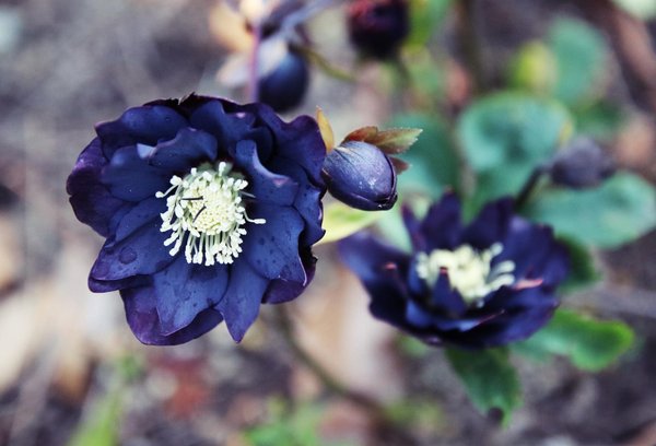 Comment l'Odyssey de Magnavox a-t-elle posé les bases de l'industrie des consoles de jeux vidéo à domicile ?