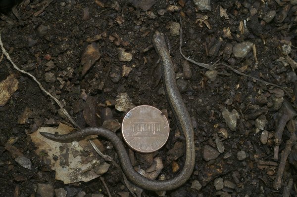 Comment le Razer Blade 15 se compare-t-il au ASUS ROG Zephyrus pour le gaming en déplacement ?